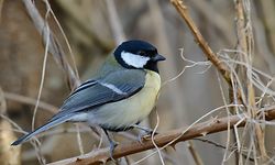 Die Kohlmeise wurde in den heimischen Gärten am häufigsten gesichtet.