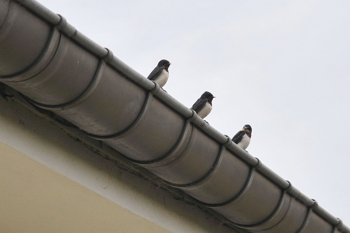 Mywort Schwalben Plaudern Unter Sich Mit Blick Zum Schonen Himmel Uber Den Preizerdaul