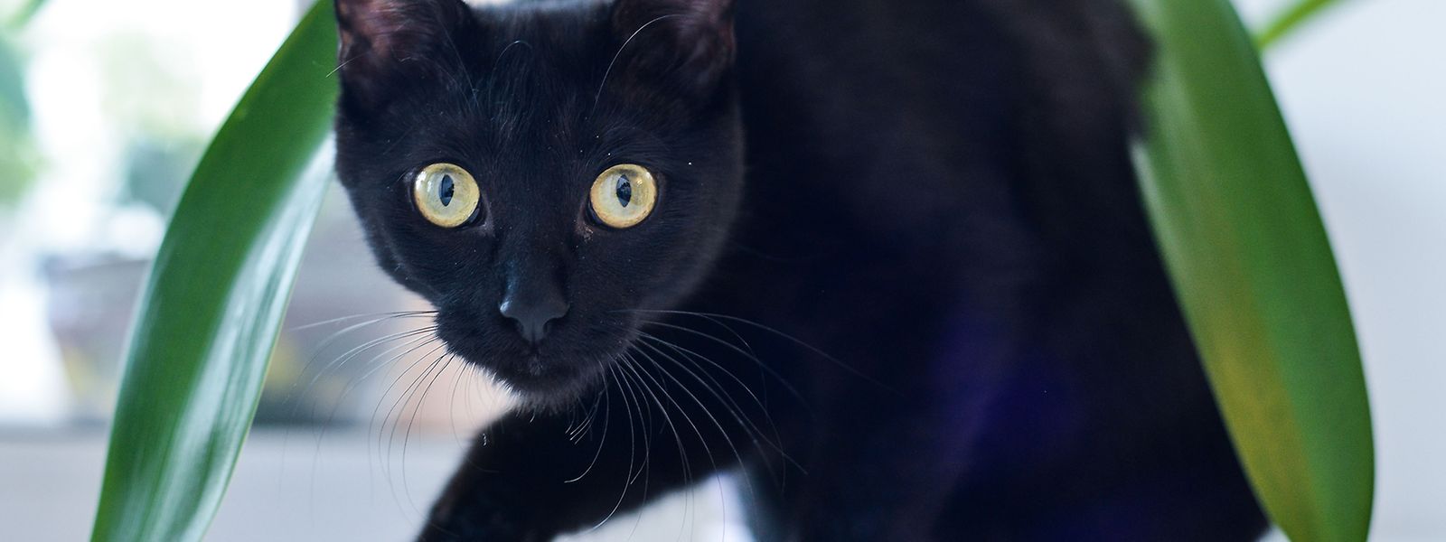 Le noir 24sata chat Pinot Grigio
