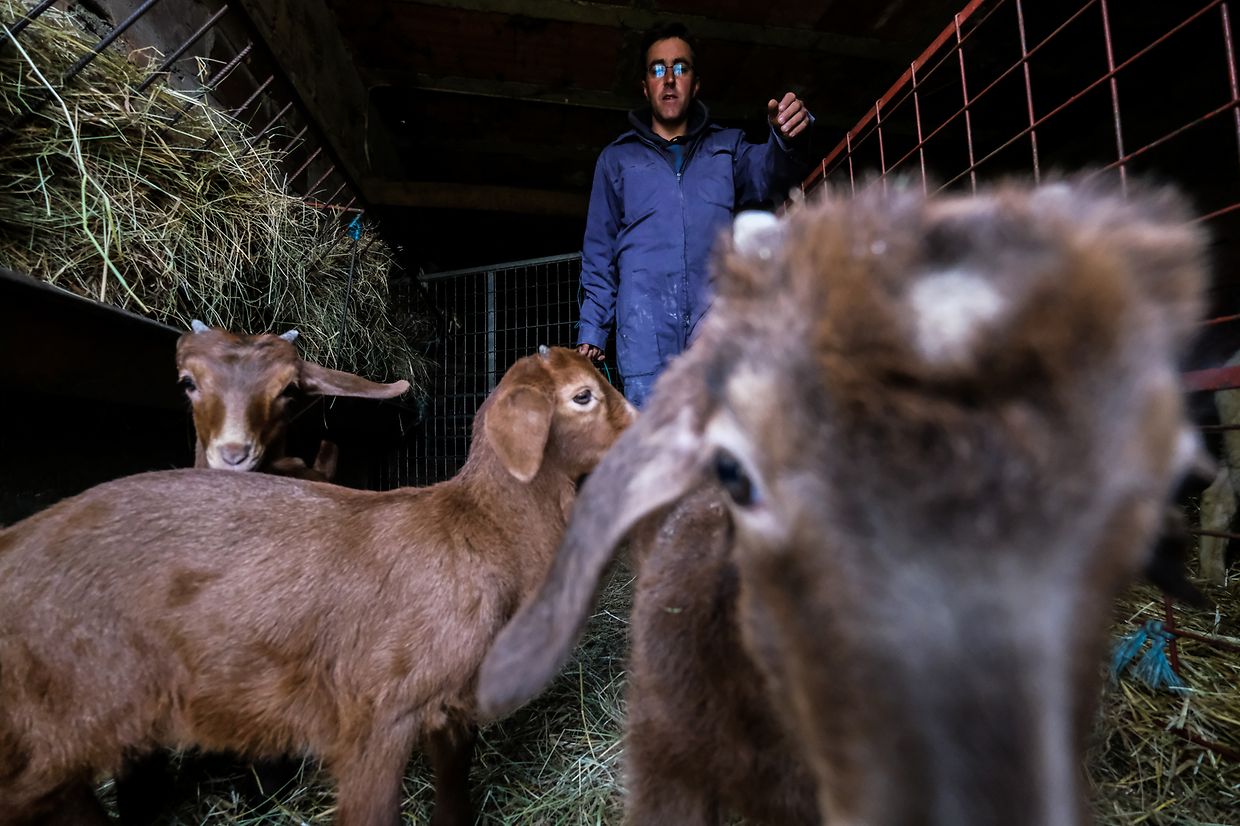 Zeca tem 31 anos e é dono de um rebanho de cabras e chibos.