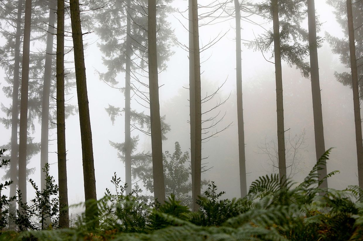 Illustration, Herbst, Natur, Wald, Baum, Nebel, Herbstwetter, Sport, Senioren spazieren für ihre Gesundheit, Bewegung  Auto Foto: Luxemburger Wort/Anouk Antony