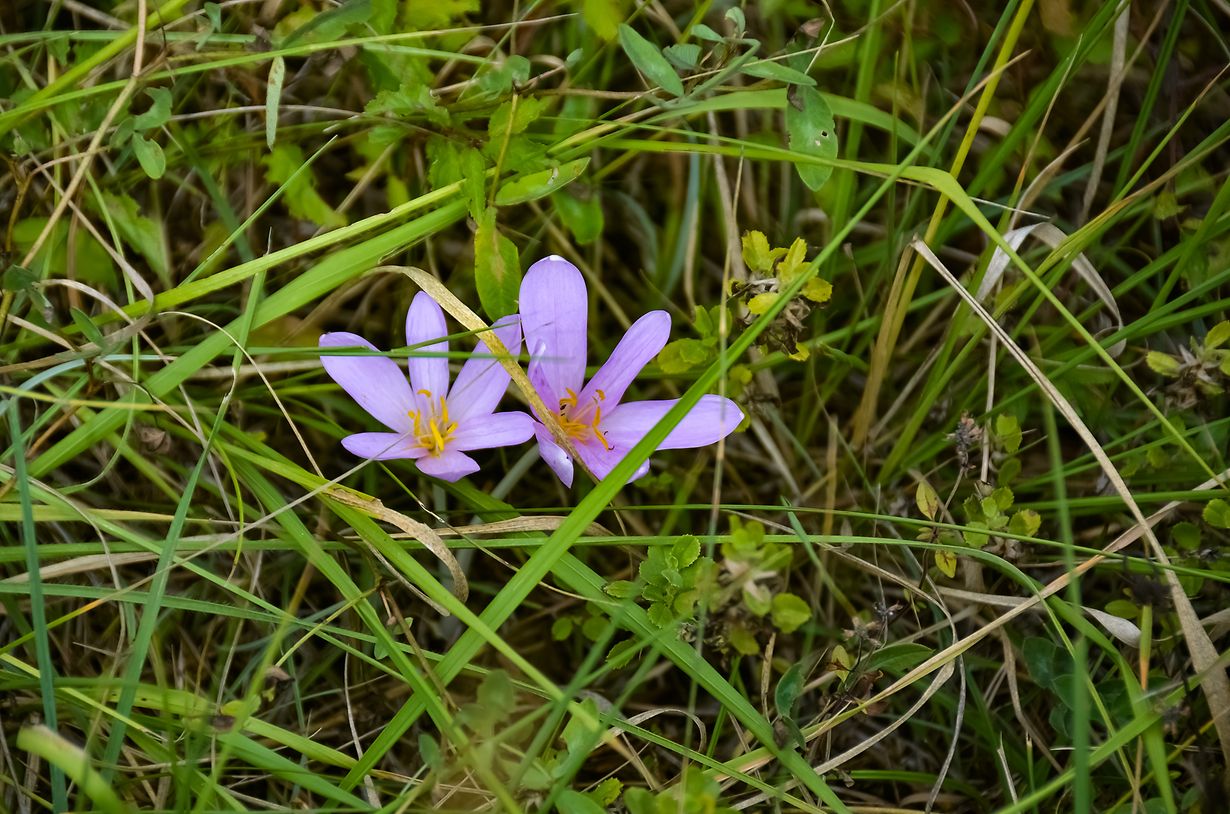 mywort Die Herbstzeitlose tödliches Gift aus der Natur