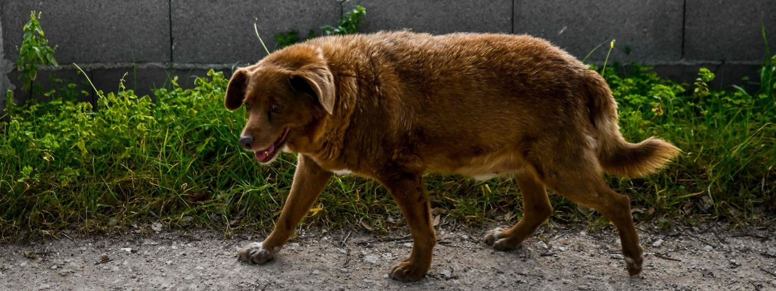 Hirtenhund Bobi ist über 30 Jahre alt und gilt als „ältester Hund aller Zeiten“. 