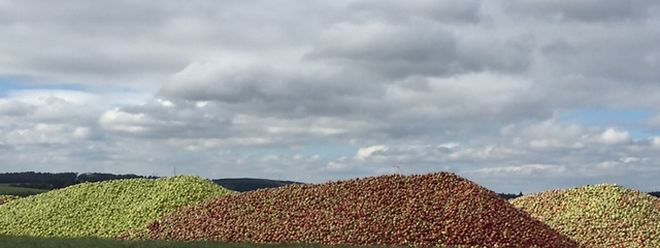 Lebensmittel für die Tonne. Hier geht es um mehr als sechs Brotlaibe.