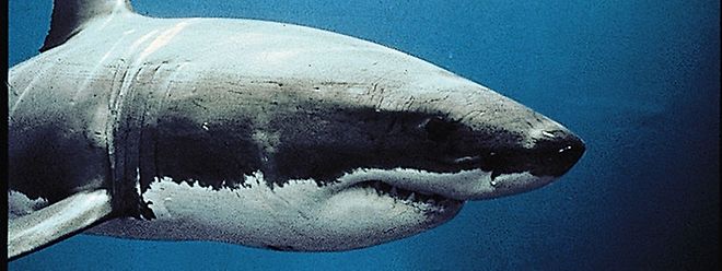 Seit mindestens 30 Jahren wurde in der Nähe der Balearen kein Weißer Hai mehr gesichtet.