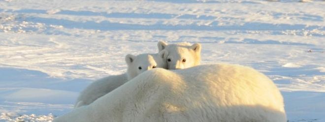 Eisbären gehören zu den durch den Klimawandel bedrohten Tieren. Der Temperaturanstieg lässt ihren Lebensraum ständig schwinden.