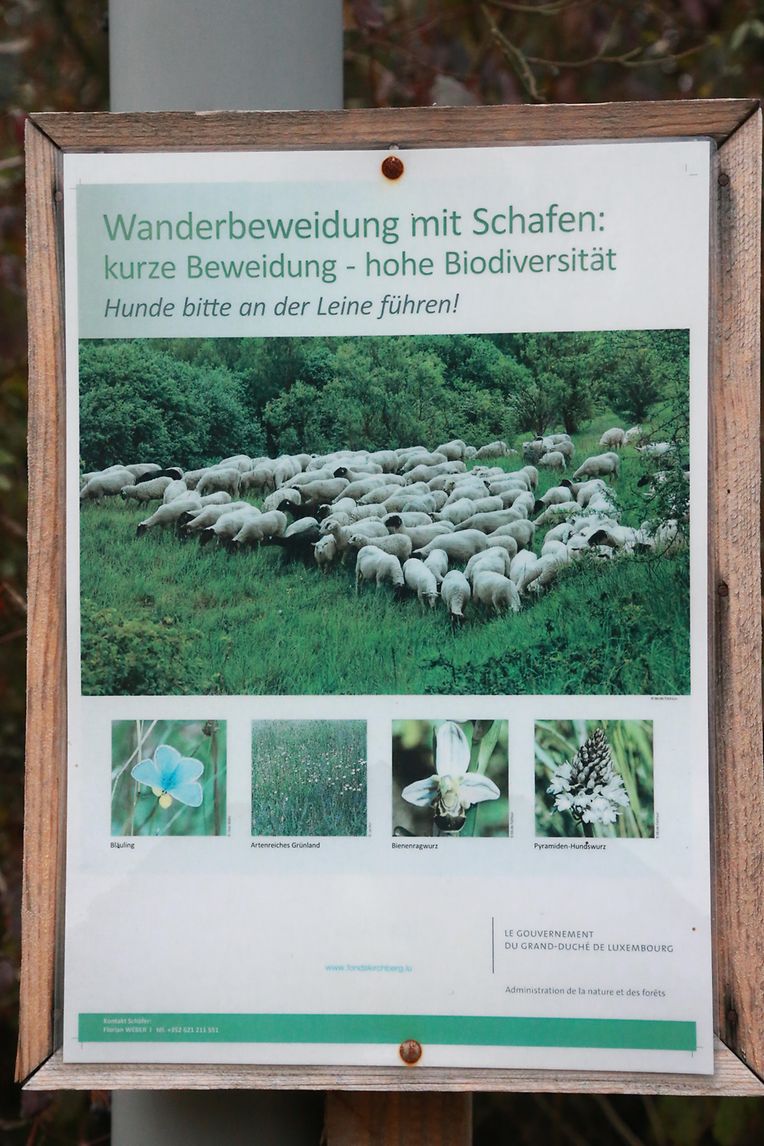28.10.2018 Luxembourg, Kirchberg, parc Klosgrënnchen, Schaf, Herde, Wanderbeweidung mit Schafen photo Anouk Antony