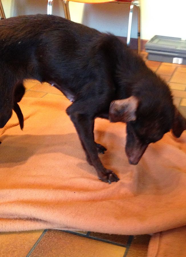 Der völlig abgemagerte und kranke Hund musste im Tierheim eingeschläfert werden.