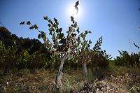 (FILES) This file photo taken on June 30, 2019 shows vines badly burnt by the sun and heat in a vineyard in Restinclieres, near Montpellier, southern France. - A "historic" heatwave in 2019 hit the south of France, causing a "climate emergency" for humans and animals. (Photo by SYLVAIN THOMAS / AFP)