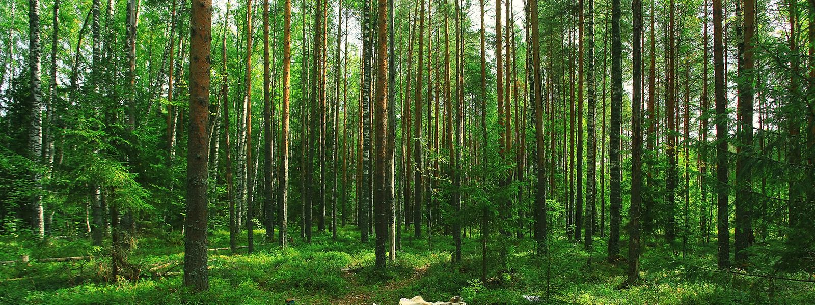 Regelmäßig sucht die Polizei nach Zeugen, um Personen ausfindig zu machen, die sich rücksichtslos ihres Mülls in der Natur entledigt haben. 