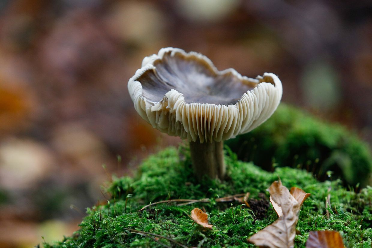 Illustration, Natur, Pilze,  Foto: Luxemburger Wort/Anouk Antony
