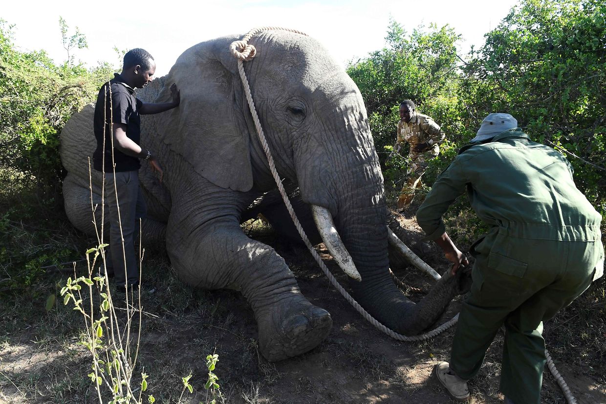 Die Vorbereitungen: Die Wildlife-Service-Ranger kümmern sich mit großer Sorgfalt um den Elefantenbullen. Eine Betäubung soll den Umzug für alle Beteiligten erleichtern.