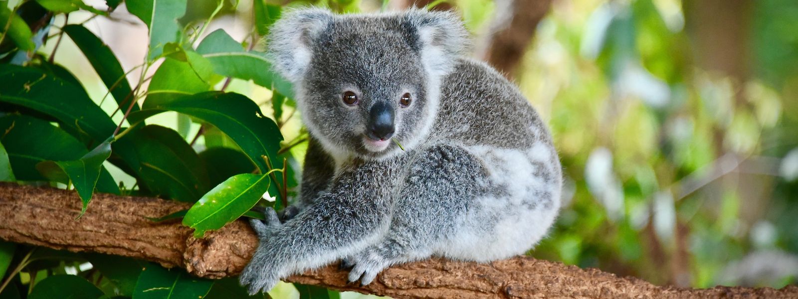 Wenn keine Schutzmaßnahmen ergriffen werden, sterben im australischen Gliedstaat New South Wales die Koalas bis spätestens 2050 aus.