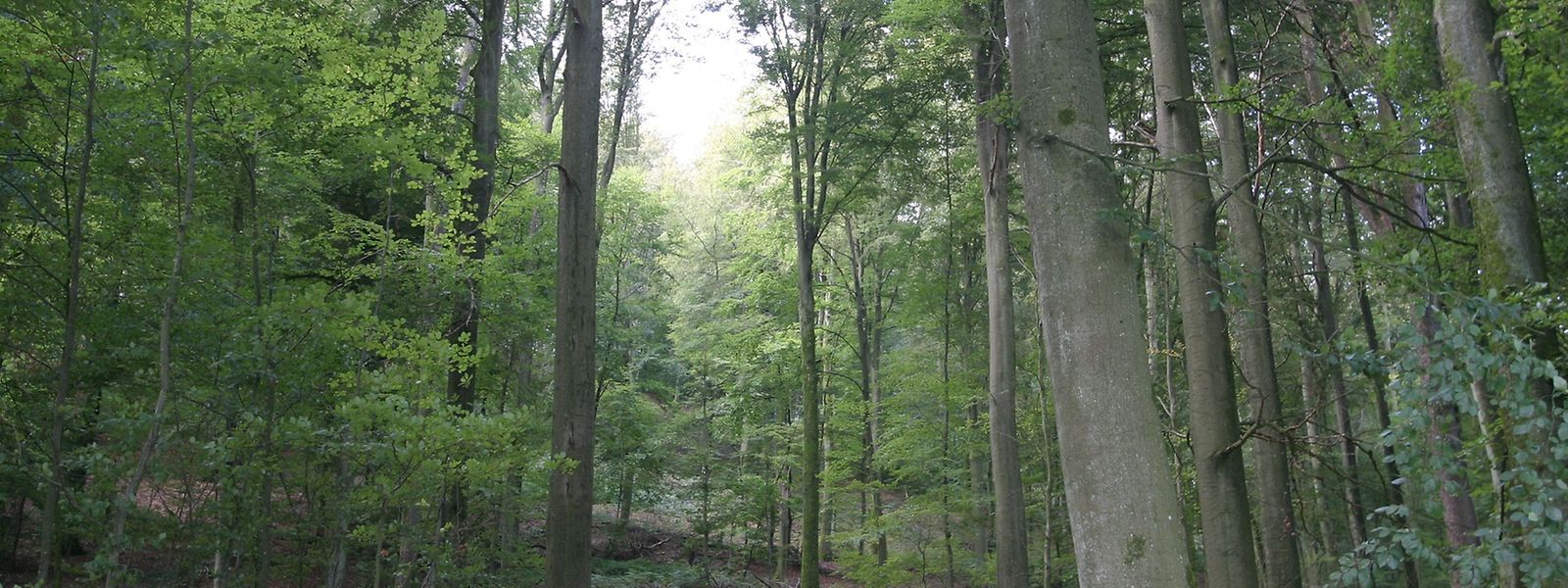 Un arbre sur trois est en mauvaise santé dans les forêts luxembourgeoises.