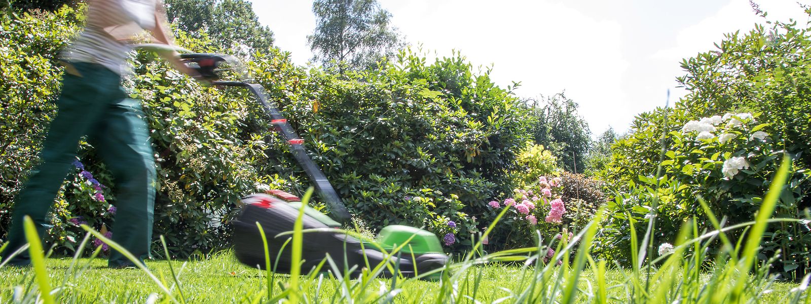 Tipps zur Bewässerung des Rasens