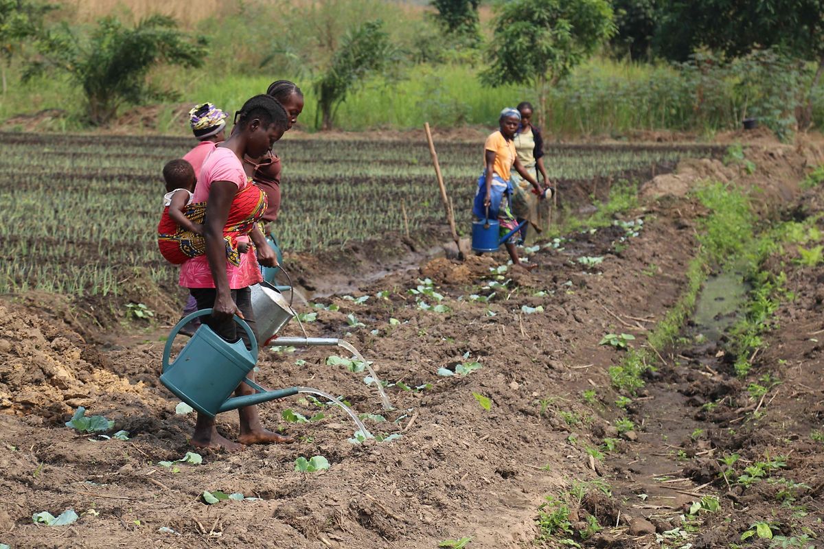 Feldarbeiter im Kongo: Durch den Klimawandel sinken in vielen Regionen der Welt die Ernteerträge.