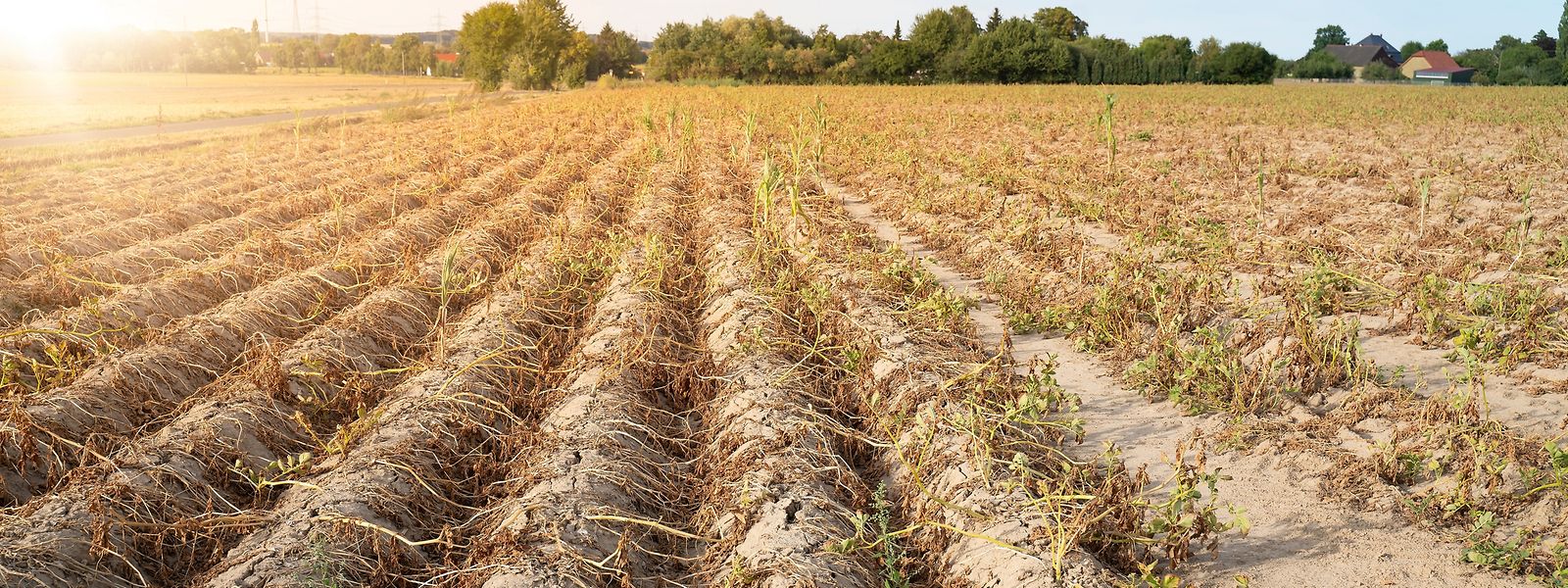 La sécheresse des sols fait craindre pour les récoltes cet été.
