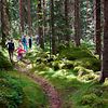 Huit promenades en forêt avec de l'ombre et du calme à profusion