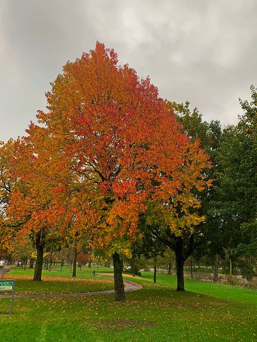 mywort Diekrecher Park am Hierscht