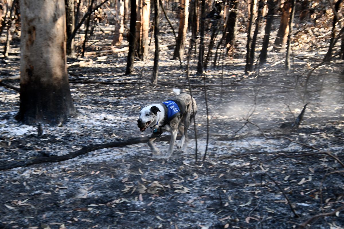 Bear läuft über verbrannten Boden im "Noosa National Park".