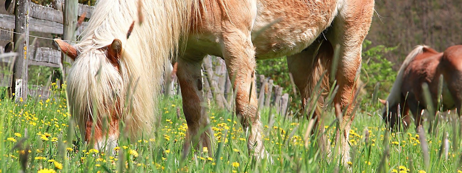 Momentan mietet die Lëtzebuerger Déireschutzliga eine Wiese, auf der drei pflegebedürftige Pferde und zwei Esel stehen. Eine Pflegestation für diese großen Tiere gibt es derzeit noch nicht in Luxemburg. (Illustrationsfoto) 