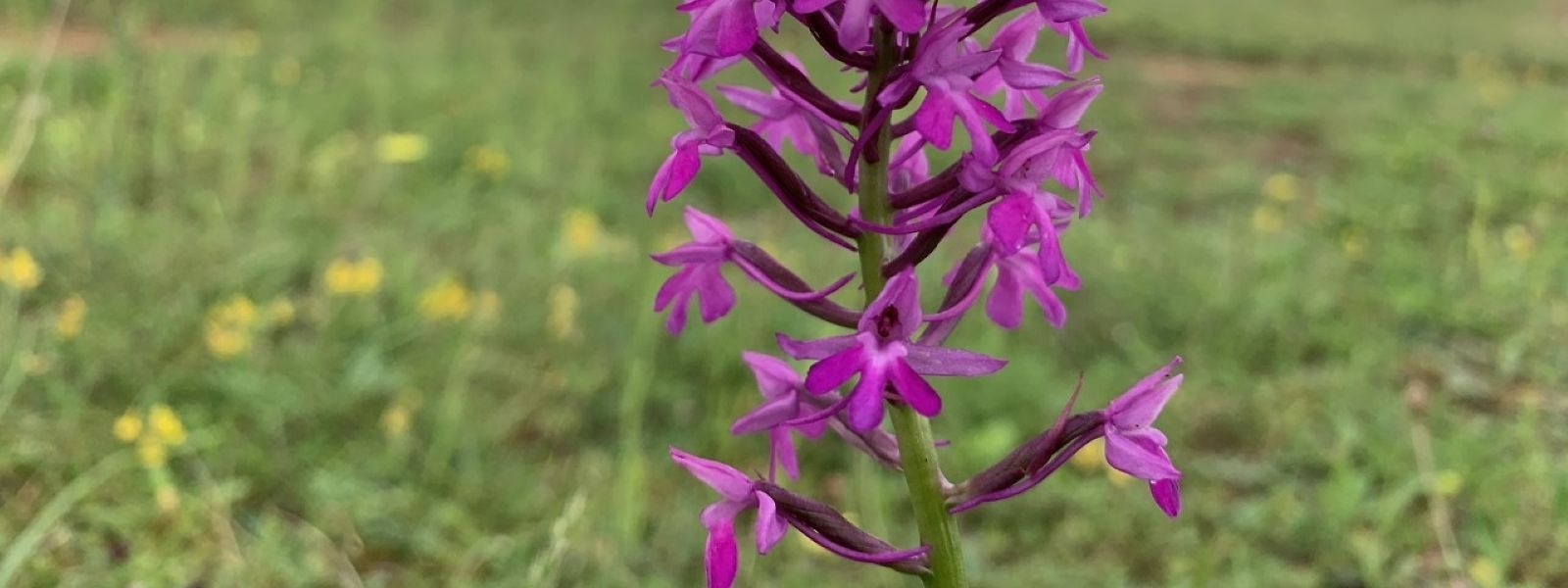 Wildorchideen gehören in Luxemburg zu den geschützten Arten.