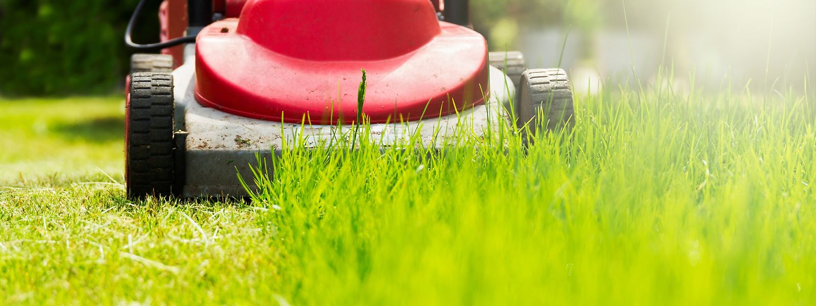 Rasenmahen Heckenschneiden Und Co Krach Am Gartenzaun