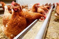 Les cas de transmission de grippe aviaire entre humains sont extrêmement rares. 