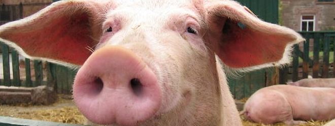 La Centrale paysanne est très inquiète des conséquences que pourrait avoir la maladie pour les éleveurs de porcs, dont la situation économique est déjà très tendue.