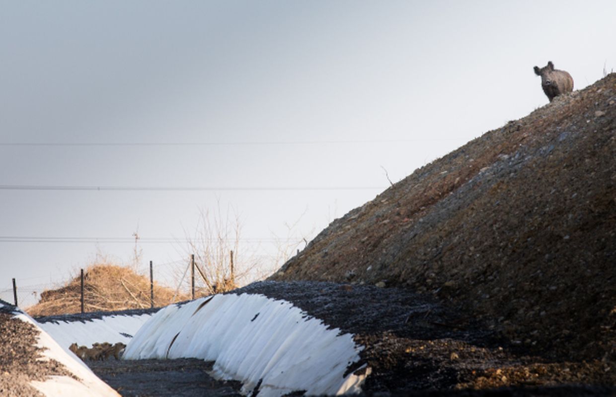 Wer glaubt auf der Deponie alleine zu sein, der irrt: Dem LW-Fotografen ist eine Wildschweinfamilie vor die Linse gelaufen (die Frischlinge sind links unten im Bild).
