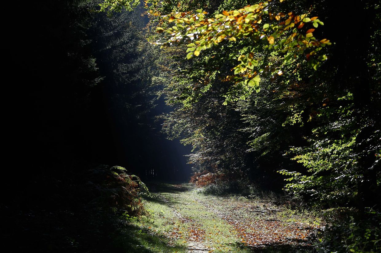 Illustration, Natur, Pilze, Jagd, Wald, Herbst, Treibjagt  Foto: Luxemburger Wort/Anouk Antony