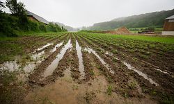 Landwirtschaft im Regen - Photo : Pierre Matgé