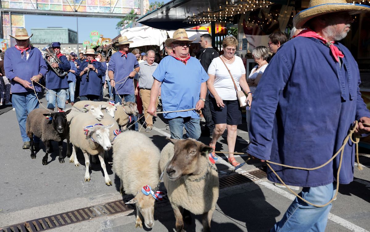 A parade of sheep and musicians playing the Hämmelsmarsch marks the official opening of Schueberfouer Photo: Chris Karaba