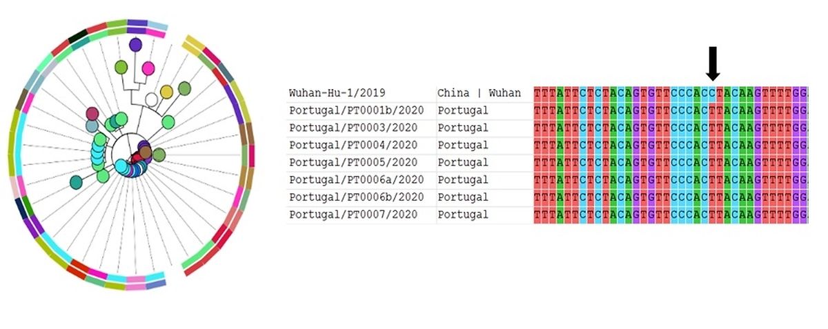 Gráfico da plataforma bioinformática do INSA que sequencia o genoma do novo coronavírus.