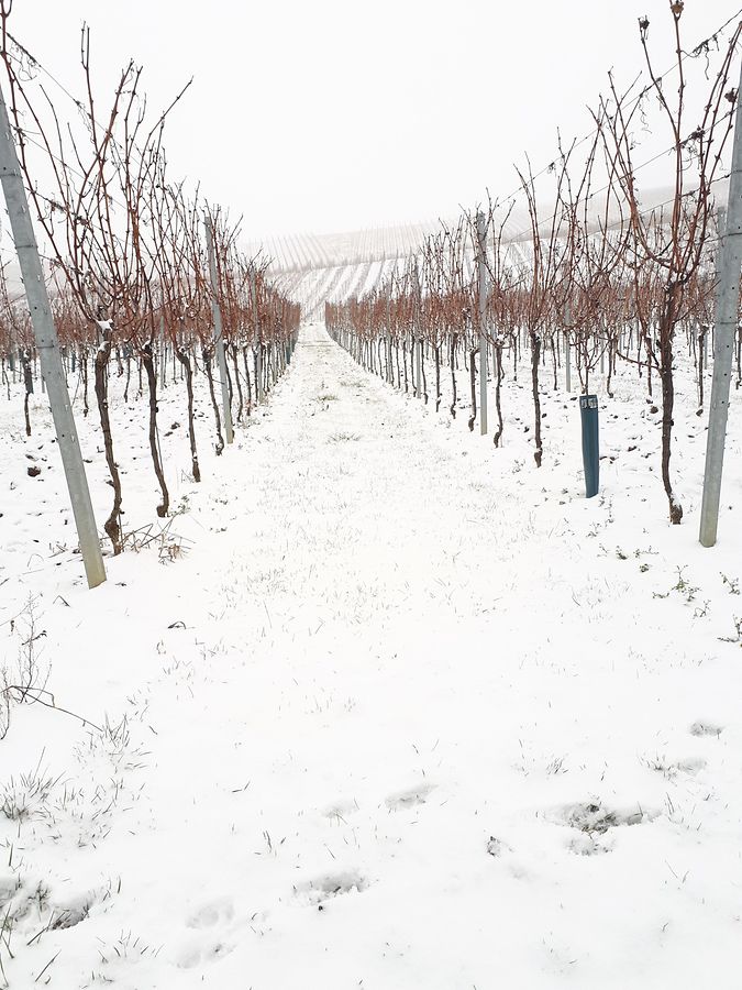 Schnee anstatt Weintrauben, schreibt Patrick Gloden aus Remerschen. 