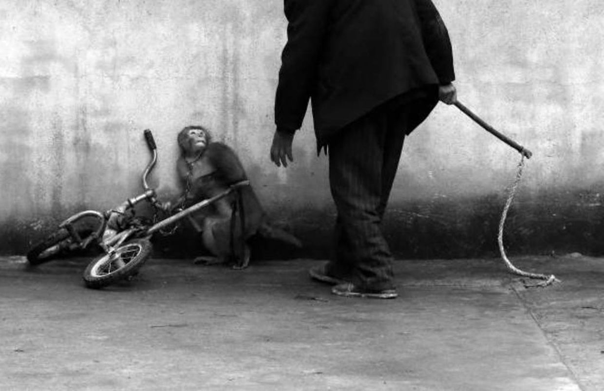 First Prize in the Nature Category, Singles
Le photographe chinois Yongzhi Chu montre un singe terrorisé par un dresseur de cirque de Suzhou.