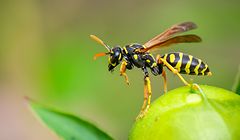 Neben Nektar, Pflanzensäften, Früchten und Fallobst fliegen Wespen auch auf Gegrilltes.