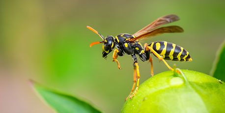 Keine Panik vor Wespen - Vimarsana News