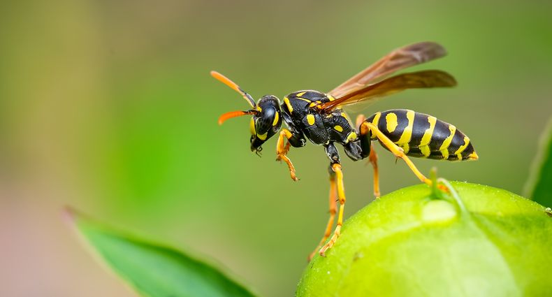 Neben Nektar, Pflanzensäften, Früchten und Fallobst fliegen Wespen auch auf Gegrilltes.