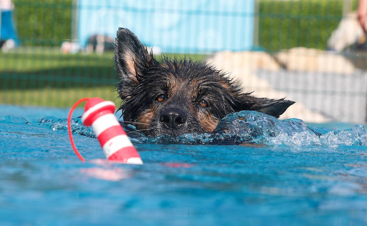 Lokales, Aqua Park, Schwimmbad, Hundeschwimmen, Badespass Foto: Luxemburger Wort/Anouk Antony