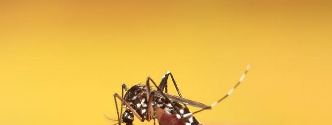 Moskitos sind für die Übertragung des Zika-Virus verantwortlich.