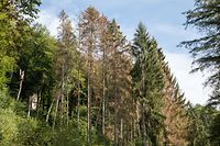 Lok , Wie geht es dem Wald in Luxemburg , Stand der Dinge , Borkenkäfer usw , Foto: Guy Jallay/Luxemburger Wort