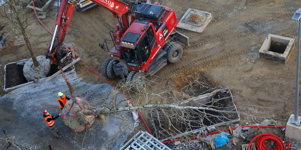 Lokales, Pariser Platz, place de Paris, Baumpflanzaktion, Bäume werden gepflanzt, Foto: Luxemburger Wort/Anouk Antony