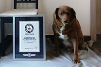 HANDOUT - 01.02.2023, Portugal, Conqueiros: Der Hund Bobi sitzt neben seiner Urkunde. Mit 30 Jahren wurde er als ältester Hund aller Zeiten ins Guinness-Buch der Rekorde aufgenommen. (zu dpa: «Wauwau-Urgestein Bobi: Geheimnisse eines langen Hunde-Lebens») Foto: -/Guinness World Records/dpa - ACHTUNG: Nur zur redaktionellen Verwendung bis zum 19.02.2023 im Zusammenhang mit der aktuellen Berichterstattung und nur mit vollständiger Nennung des vorstehenden Credits +++ dpa-Bildfunk +++
