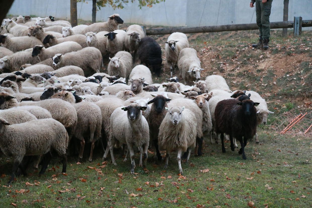 28.10.2018 Luxembourg, Kirchberg, parc Klosgrënnchen, Schaf, Herde, Wanderbeweidung mit Schafen photo Anouk Antony