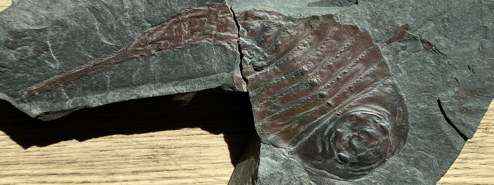 Neun Zentimeter Geschichte: Der ausgestorbene Seeskorpion trieb vor 406 Millionen Jahren sein Unwesen. 