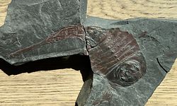 9 Zentimeter Geschichte: der ausgestorbene Seeskorpion trieb vor 406 Millionen Jahren sein Unwesen. 
