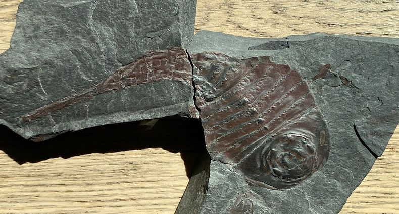 9 Zentimeter Geschichte: der ausgestorbene Seeskorpion trieb vor 406 Millionen Jahren sein Unwesen. 