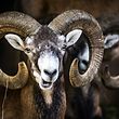 Die Mufflons verursachen hohen Schaden am Waldbestand und sollen deshalb bejagt werden.