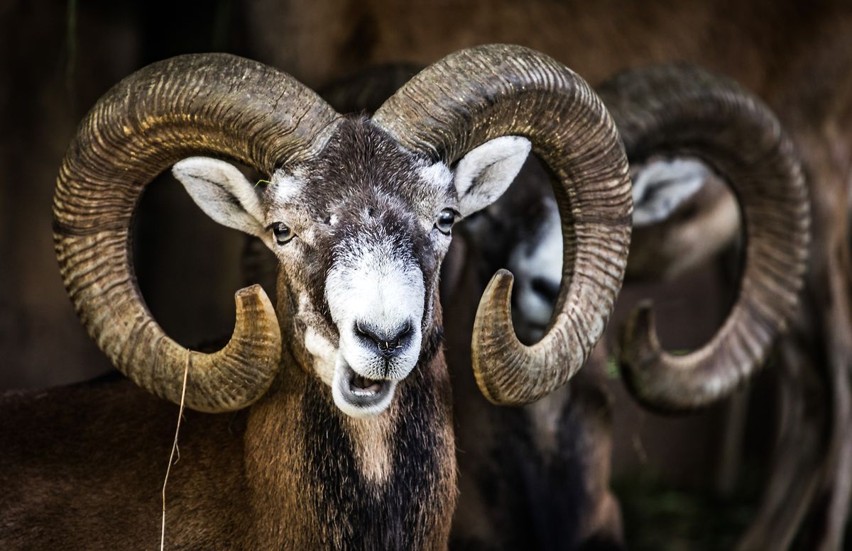 Die Regierung hat Mufflons im Waldgebiet Haard zum Abschuss freigegeben.